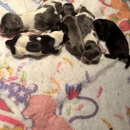 Shih Tzu Puppies from Small Breed Kennel
