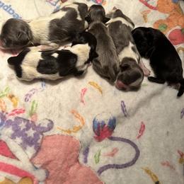 Shih Tzu Puppies from Small Breed Kennel