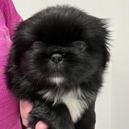 Full AKC- Google - Black male Pekingese puppy in Pennsylvania from Triple I Pekes