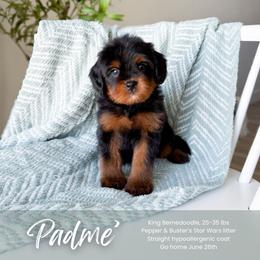 Padme - Phantom female Bernedoodle puppy in South Jordan, Utah from Wonderful World Doodles