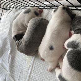 French Bulldog puppies from French Blu’s