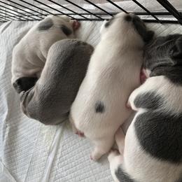 French Bulldog puppies from French Blu’s
