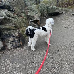 Leroy - Black and white male Sheepadoodle puppy in Brookfield, New Hampshire from Smiley's Sheepadoodles