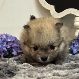 Cocoa - Cream sable male Pomeranian puppy in Scio, Oregon from Mac Daddy Poms