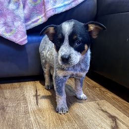 Girl 1 - Blue mottled female Australian Cattle Dog puppy in Ocala, Florida from Mayhem Ranch