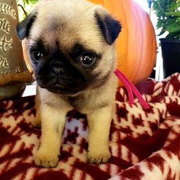 Ms. Pink - Fawn female Pug puppy in Gore, Oklahoma from Pugs on Pecan