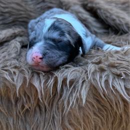 Katie - Blue merle female Sheepadoodle puppy in Willacoochee, Georgia from Kitandkboodle's Doodles