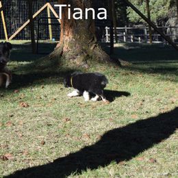 Australian Shepherd Puppies from Glacier Aussies