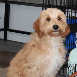 Goldendoodle Puppies from Hilltop Pups By Abby,LLC