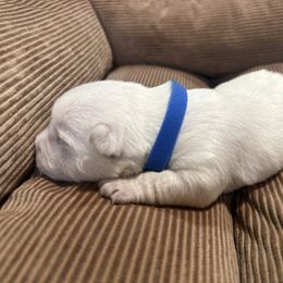 Blue Collar - West Highland White Terrier puppy from Emily's West Highland White Terriers