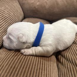 Blue Collar - West Highland White Terrier puppy from Emily's West Highland White Terriers