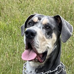 Kinsleigh - Great Dane