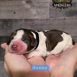 Honor - Liver white and roan male English Springer Spaniel puppy in Ocoee, Tennessee from Ocoee Mountain Springers