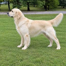 Benny - Light golden male Golden Retriever puppy in Clarksville, Tennessee from 255 Goldens