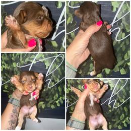 Coco - Chocolate and tan male Yorkshire Terrier puppy in Cleveland, Tennessee from Moody’s Morkies and More