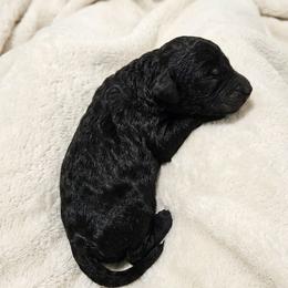 Zeus - Black male Goldendoodle puppy in Meridian, Idaho from Lucy's Golden Doodles