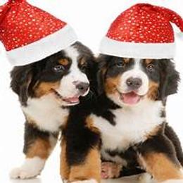 Bernese Mountain Dog puppies from Puppies on the Prairie