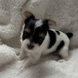 Flynn AKC - Parti male Yorkshire Terrier puppy in Labelle, Florida from Chocolate and Parti Yorkies in Florida