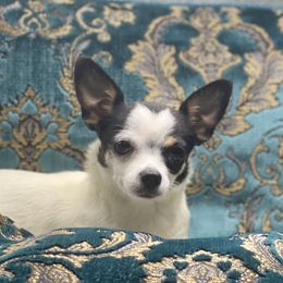 Daisy - Chihuahua