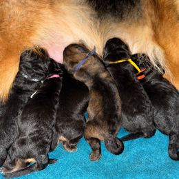 Pink Collar - Black and red female German Shepherd puppy in Orlando, Florida from AceHaven Canines