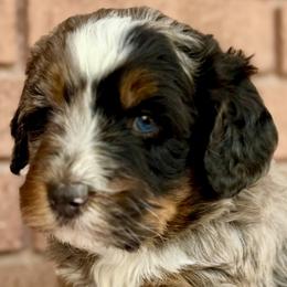 Poppy (Orange) - Tri-color female Bernedoodle puppy in Highland, Utah from Angel Pups Deluxe
