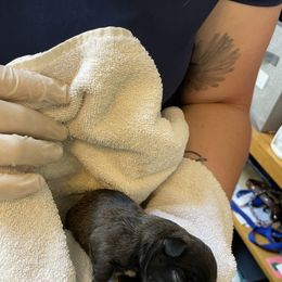 French Bulldog Puppies from Fantastic Frenchies
