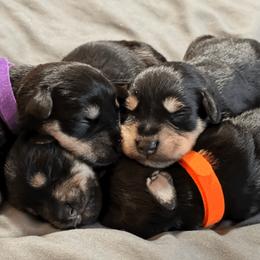 Miniature Schnauzer Puppies from Front Runner Miniature Schnauzers