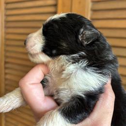 Panda 1 - Panda female German Shepherd puppy in Lordstown, Ohio from Jewels German Shepherd