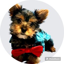 Basil - Black and tan Yorkshire Terrier puppy in Waldorf, Maryland from Luv My Yorkies, LLC