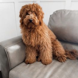 Copper - Goldendoodle