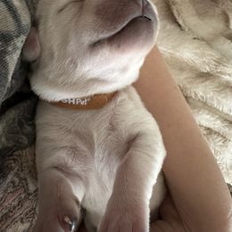 Labrador Retriever Puppies from TGO shed antler dogs