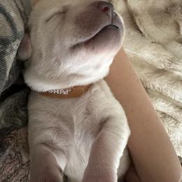 Labrador Retriever Puppies from TGO shed antler dogs