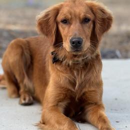 Scarlet - Golden Retriever