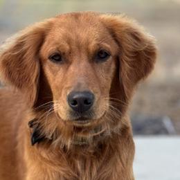 Scarlet - Golden Retriever