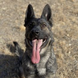 German Shepherds from Grünen Bergen GSD