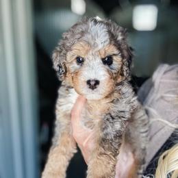 Black Widow - Blue merle female Bernedoodle puppy in Jackson, Missouri from Pincksten Family Doodles