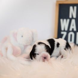 Cavalier King Charles Spaniel Puppies from CURTIS CAVALIERS