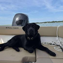 Tootsie - Labrador Retriever