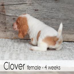 Clover - Red and white female Basset Hound puppy in Jefferson City, Missouri from Triple Hill Farm