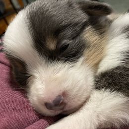 American Corgi Puppies from Coopers Korner