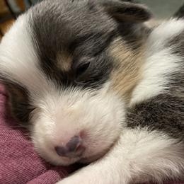 American Corgi Puppies from Coopers Korner