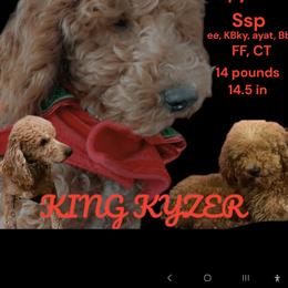 Ky - Poodle