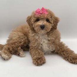 Honey - Apricot female Goldendoodle puppy in Millersburg, Ohio from Ohio Puppy Paws