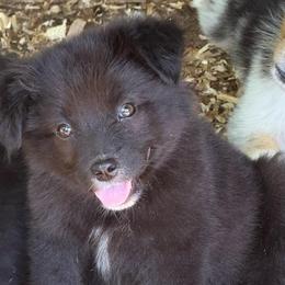 Woody - Black tri male Miniature Australian Shepherd puppy in Patterson, North Carolina from DreamLine Aussies