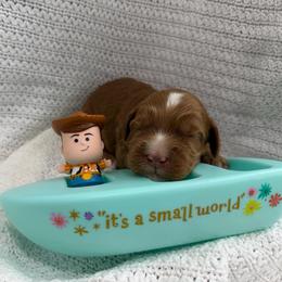 Woody - Red male Australian Labradoodle puppy in Orange, California from Little Kingdom Doodles