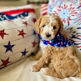 Tide - Red male Aussiedoodle puppy in St George, Utah from Peachydoodlepups