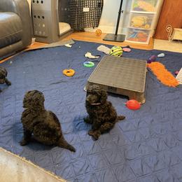 Poodle Puppies from Risa Poodles