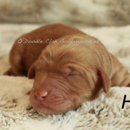 Goldendoodle Puppies from O’Doodle Clan Goldendoodles