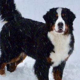 Bernese Mountain Dogs from Encore Bernese Mountain Dogs