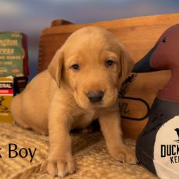 Black boy - Yellow male Labrador Retriever puppy in Plymouth, North Carolina from Duck Creek Kennels